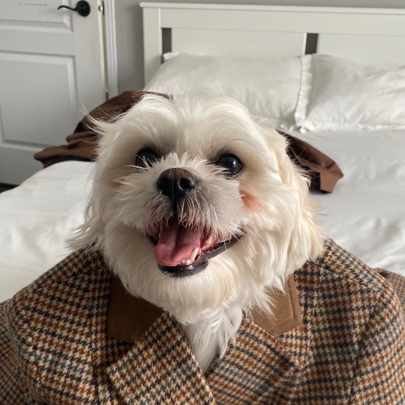 Meet your Posher, Chelsea - Picture 1 of 1